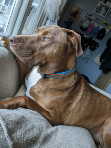 The pitbull/lab mix dog Buzz Dublin who is laying on the couch. 